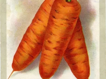 Postcard - Carrot Danvers, D.M. Ferry & Co. Detroit, Mich. Standard Seeds