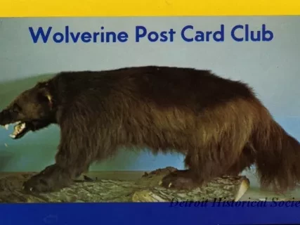 Postcard - Wolverine Post Card Club