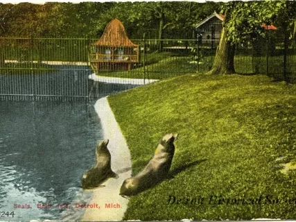 Postcard - Seals, Belle Isle, Detroit, Mich.
