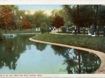 Postcard - Swans in the Zoo, Belle Isle Park, Detroit, Mich.