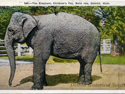 Postcard - The Elephant, Children's Pet, Belle Isle, Detroit, Mich.