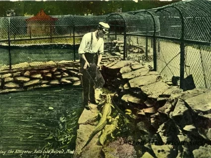 Postcard - Feeding the Alligator, Belle Isle, Detroit, Mich.