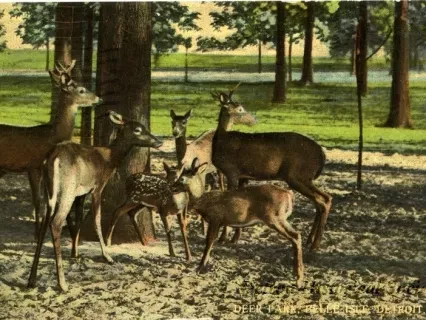 Postcard - Deer Park, Belle Isle, Detroit, Mich.