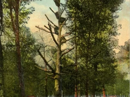 Postcard - Coons, Belle Isle, Detroit, Mich.