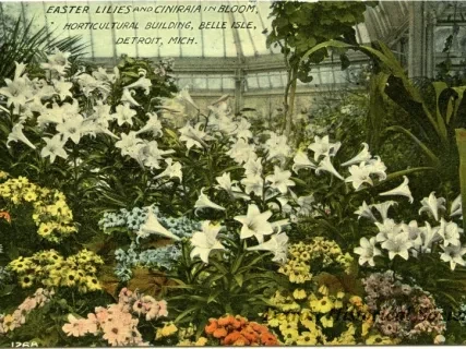 Postcard - Easter Lilies and Ciniraia in Bloom, Horticultural Building, Belle Isle, Detroit, Mich.