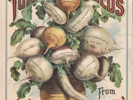Poster - Turnip Seeds,
New & Reliable from D. M. Ferry and Co.