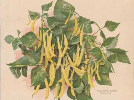 Poster - D. M. Ferry & Co.'s Challenge Dwarf Wax Black Bean