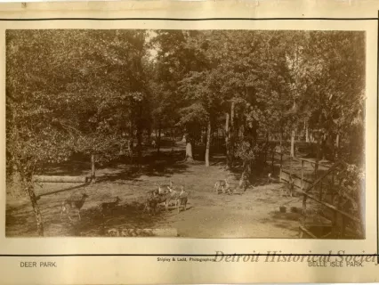 Print, Photographic - Deer Park