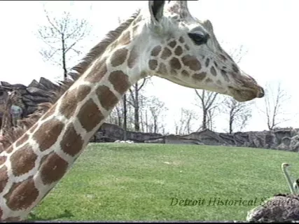 U-Matic - Detroit Zoo Animals #2