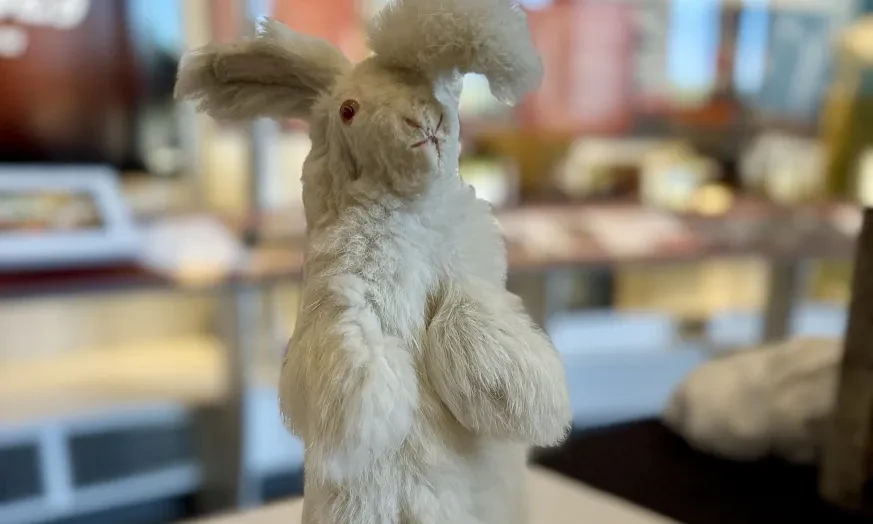 Fluffy white rabbit statue on display with a small plaque, set against a blurred museum background.