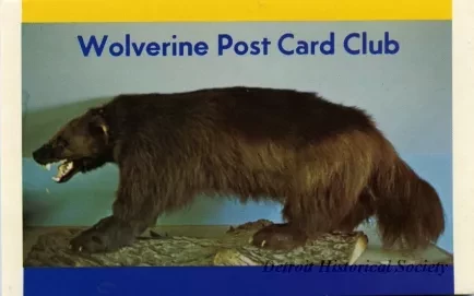 Postcard - Wolverine Post Card Club