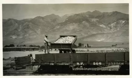 Print, Photographic