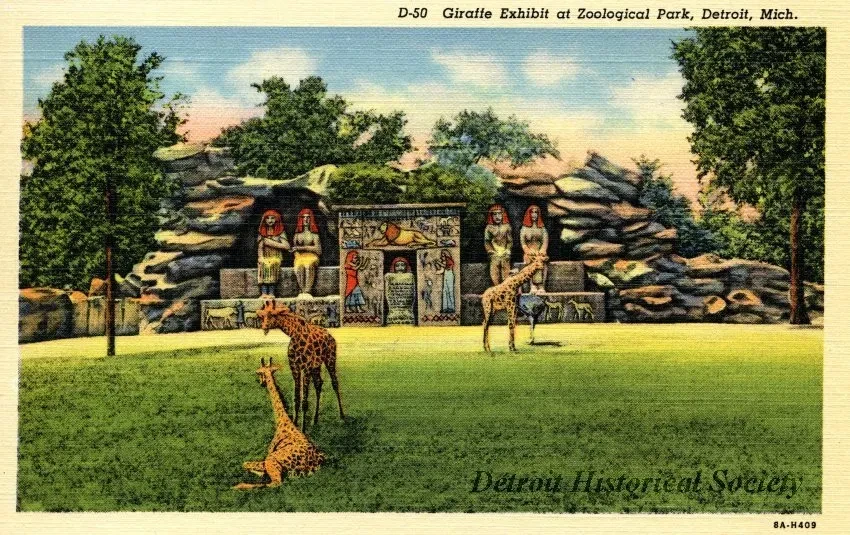 Postcard - D-50 Giraffe Exhibit at Zoological Park, Detroit, Mich.