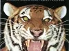 Program - Tigers 1976 Scorebook & Official Program