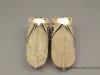 Moccasin