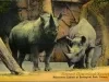 Postcard - Rhinoceros Exhibit at Zoological Park, Detroit, Mich.