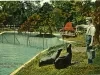 Postcard - Feeding the Seal, Belle Isle, Detroit, Mich.