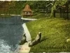 Postcard - Seals, Belle Isle, Detroit, Mich.