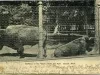 Postcard - Buffaloes in the "Zoo", Belle Isle Park, Detroit, Mich.