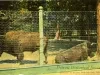 Postcard - "Buffaloes" in the Zoo, Belle Isle Park, Detroit, Mich.