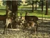 Postcard - Deer Park, Belle Isle, Detroit, Mich.
