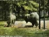 Postcard - Buffalo, Belle Isle, Detroit, Mich.