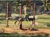 Postcard - Ostriches on Belle Isle, Detroit, Mich.