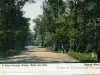 Postcard - A Drive through Woods; Belle Isle Park, Detroit, Mich.