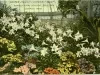 Postcard - Easter Lilies and Ciniraia in Bloom, Horticultural Building, Belle Isle, Detroit, Mich.