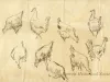 Drawing